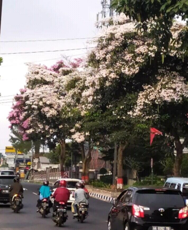 Tabebuya, Bunga Sakuranya Orang Magelang