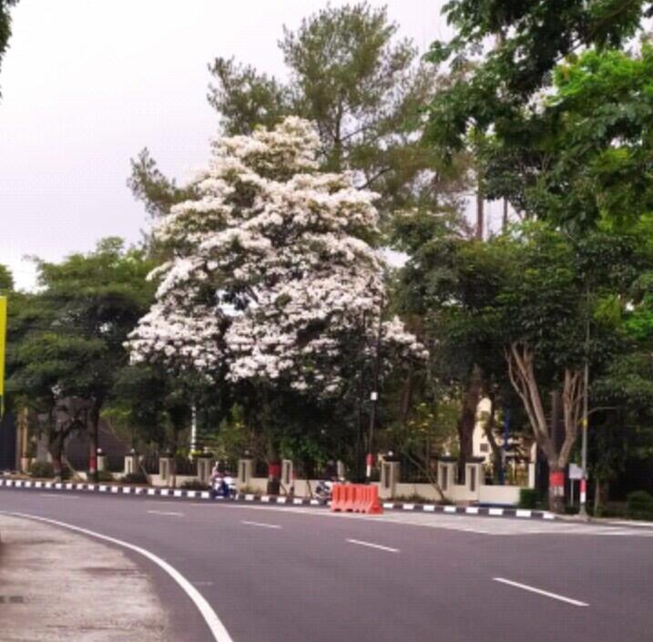 Tabebuya, Bunga Sakuranya Orang Magelang