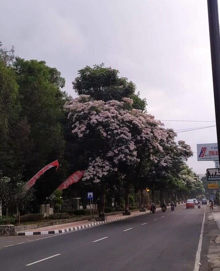 Tabebuya, Bunga Sakuranya Orang Magelang