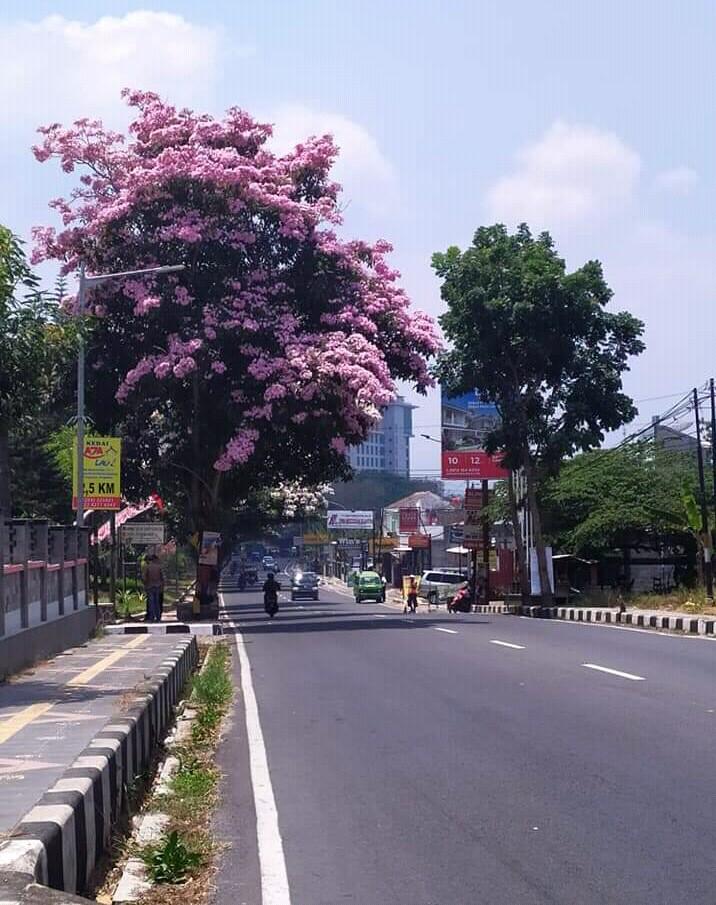 Tabebuya, Bunga Sakuranya Orang Magelang