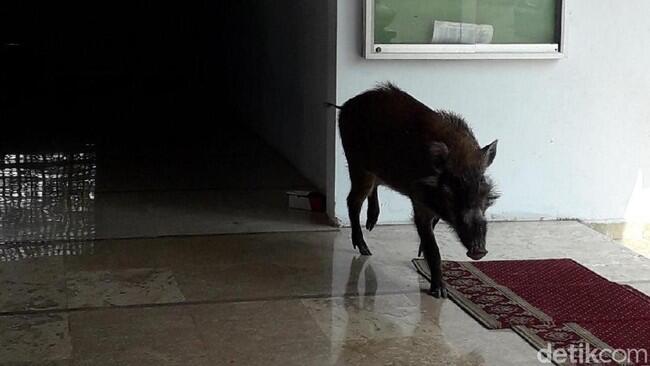 Babi Hutan Masuk Masjid, Ibu-ibu Pengajian Teriak dan Istigfar