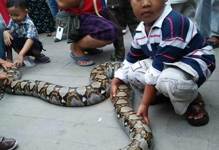 5 Hal Nyeleneh Yang Cuma Ada Di Komunitas Reptil
