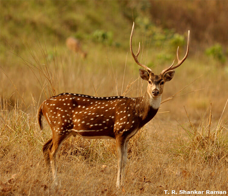 6 Jenis Rusa (Cervidae) di Indonesia