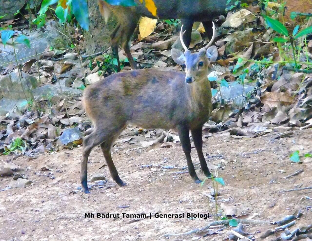 6 Jenis Rusa (Cervidae) di Indonesia