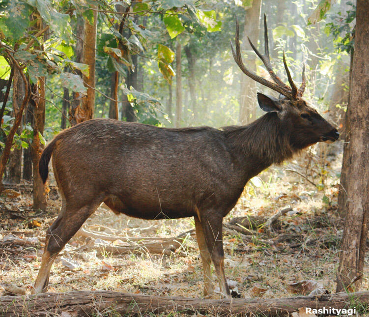 6 Jenis Rusa (Cervidae) di Indonesia