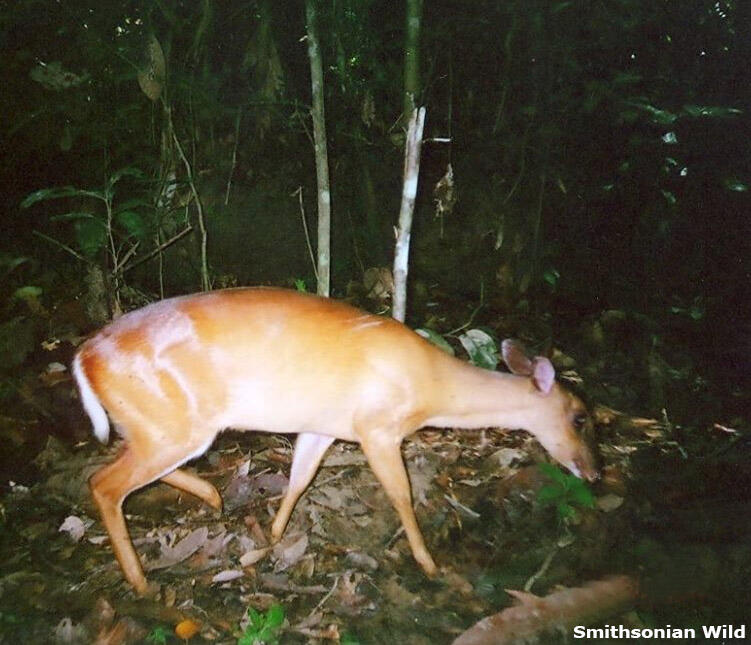 6 Jenis Rusa (Cervidae) di Indonesia