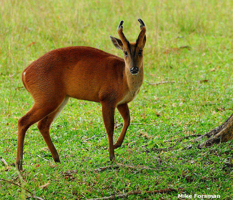 6 Jenis Rusa (Cervidae) di Indonesia