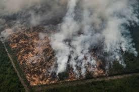 Hidup Dalam Hutan Kabut Perusahaan Kelapa Sawit Indonesia 