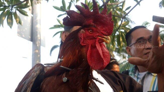 Ikut Aksi Mahasiswa, Jawara Banten Bawa Ayam Jago Tertancap Paku 12 Cm