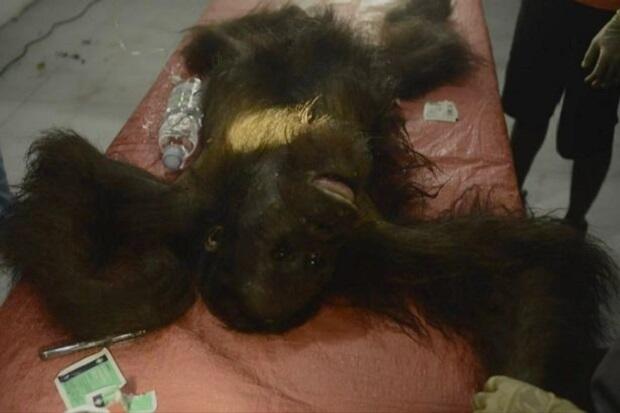 Kejam, Orangutan Kalimatan Ditembak 130 Kali dan Disabet Parang