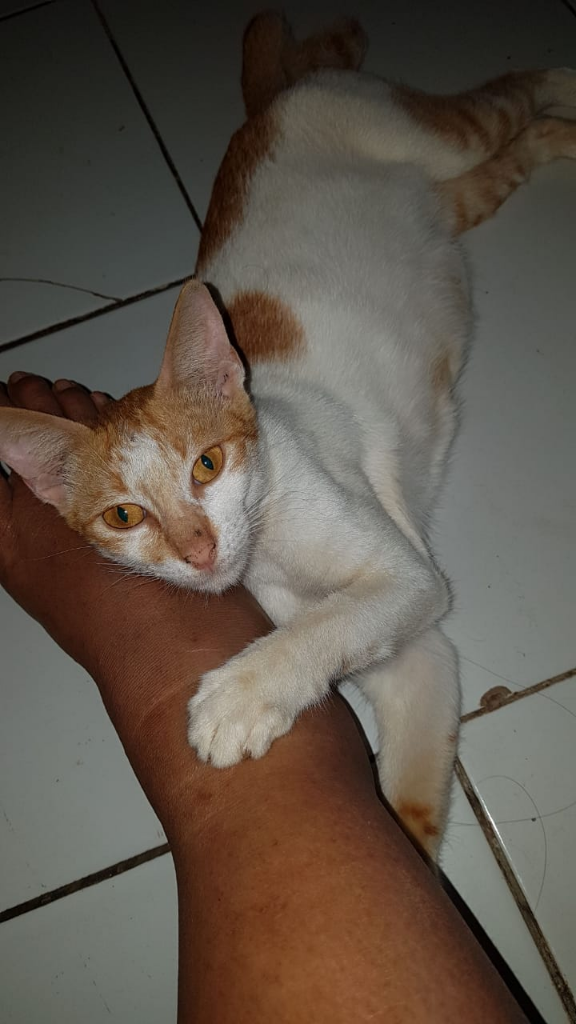 Perkenalan Dan Cerita Pertama