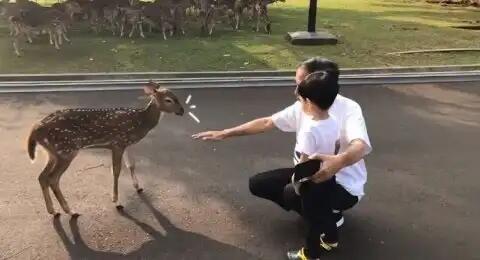 Sindiran Menohok Warganet Malaysia untuk Vlog Jokowi Bareng Cucu