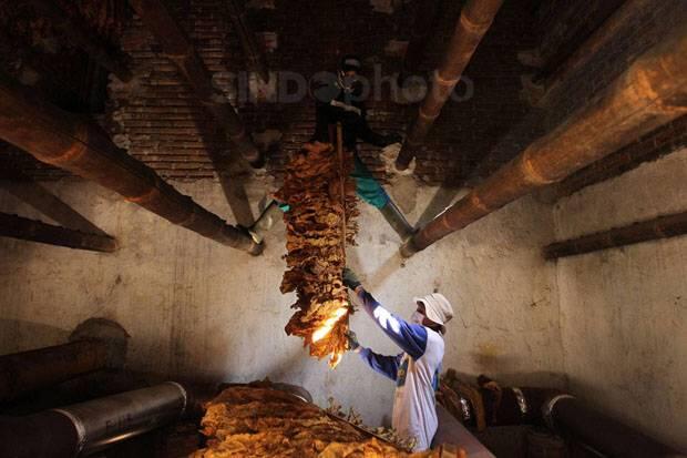 Kenaikan Cukai di Atas Ambang Batas Rugikan Petani Tembakau