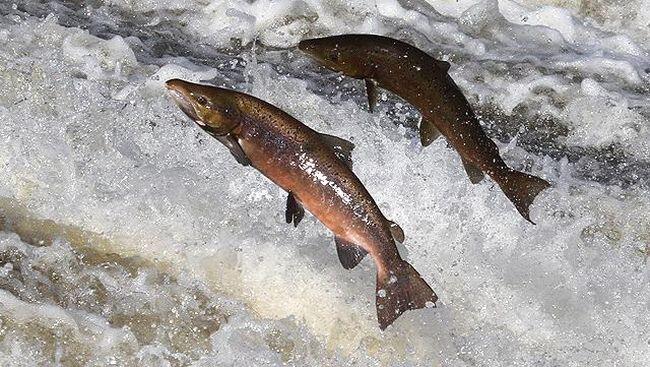 Alaska Memanas, Ratusan Salmon Mati dengan Perut Terburai