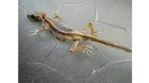 Penjual ayam goreng banyak,kalo penjual cicak goreng???