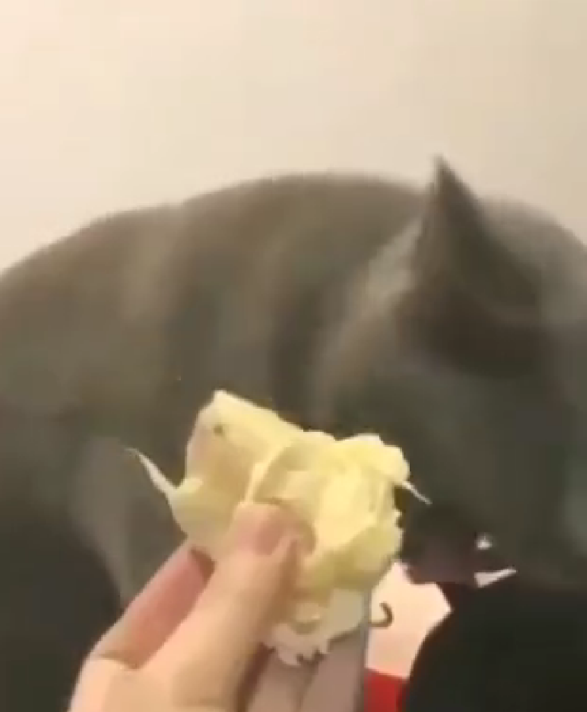 Balasan Dari Kocak Reaksi Kucing Ini Mencium Aroma Durian Bikin