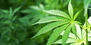 Pertama Di Australia, Canberra Melegalkan Ganja