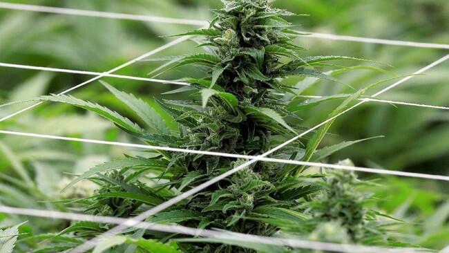 Pertama Di Australia, Canberra Melegalkan Ganja
