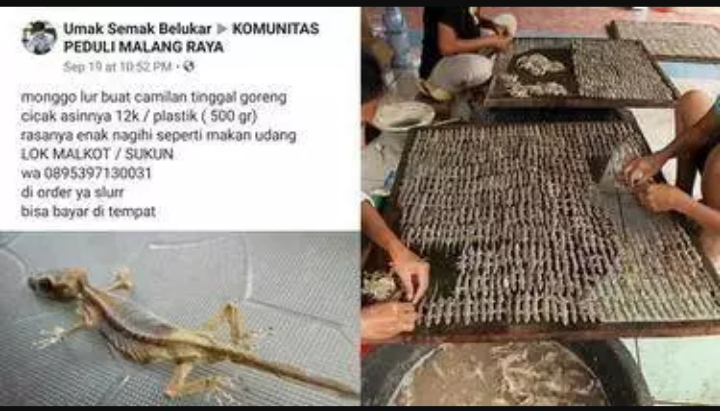 Viral Pria Penjual Cicak Asin Goreng, Proses Pembuatannya Bikin Bergidik