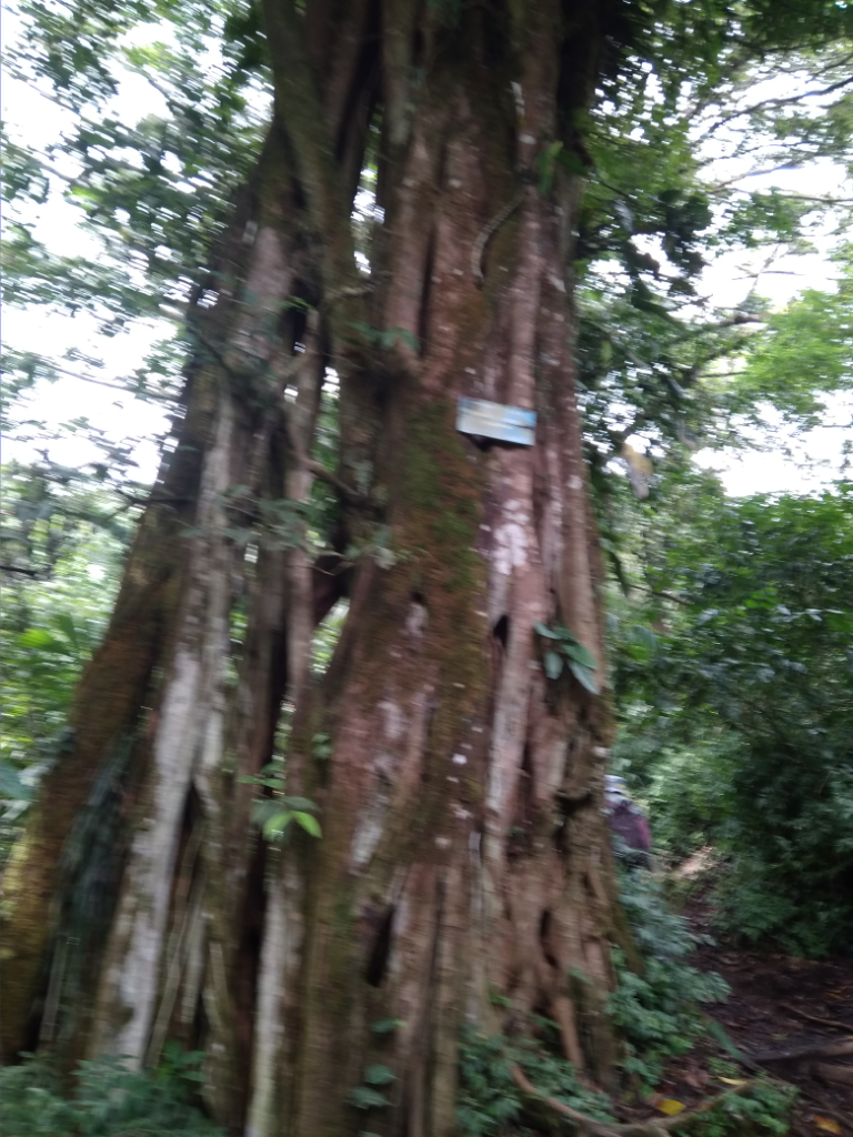 Mendaki Bukit Kaba Memberikan Sensasi Tersendiri