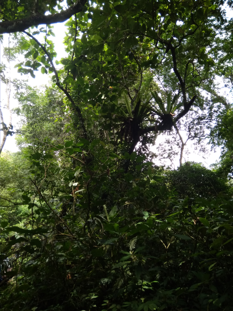 Mendaki Bukit Kaba Memberikan Sensasi Tersendiri