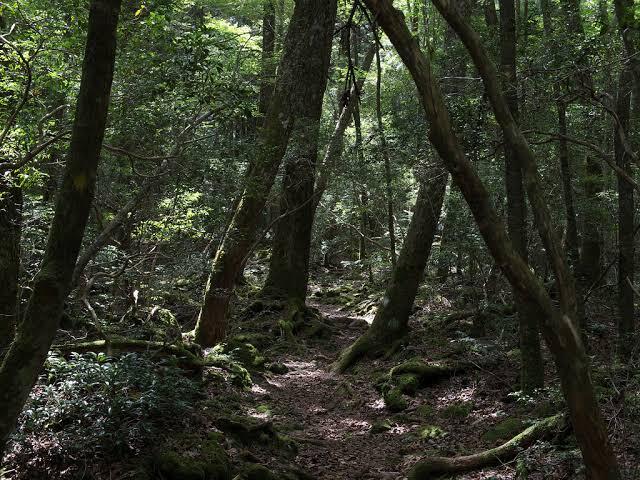 Si Nunggal Raja Bagong Penunggu Gunung Gede