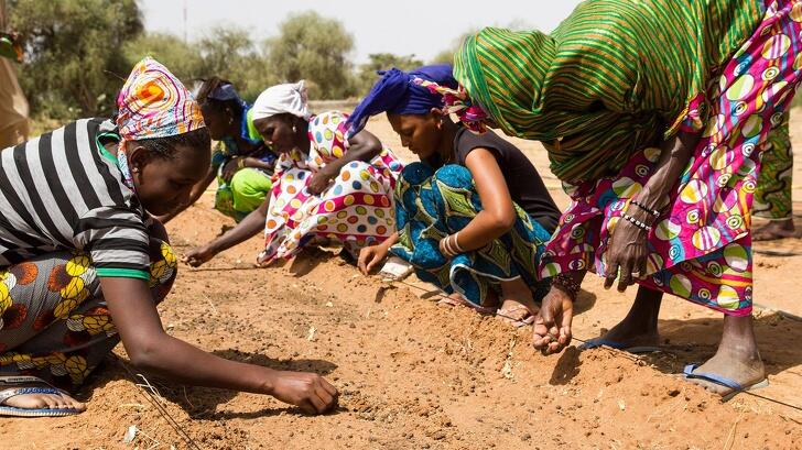 Orang di Afrika Membangun "The Great Green Wall",Apa Kegunaannya?