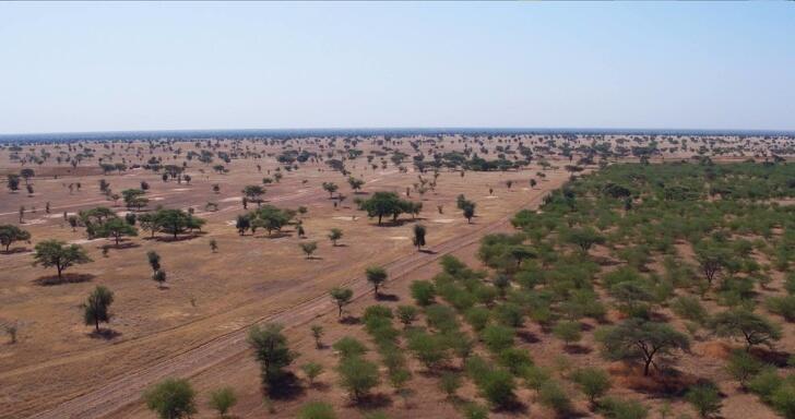 Orang di Afrika Membangun "The Great Green Wall",Apa Kegunaannya?
