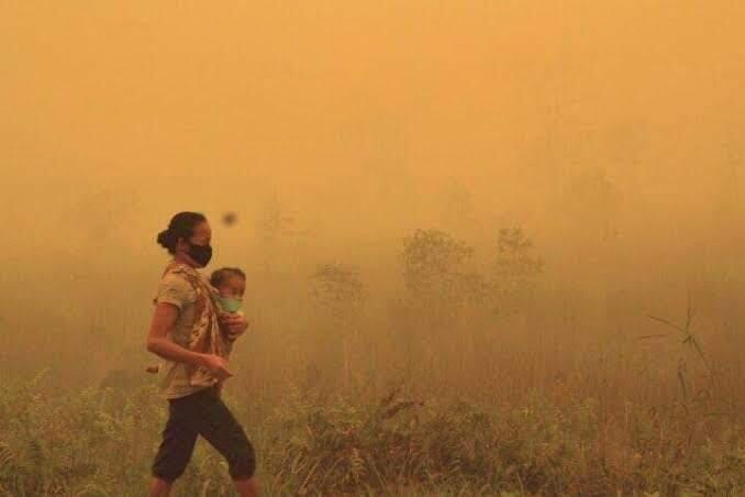 Hutan sumatra terbakar semua hewan mati