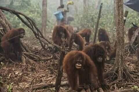 Hutan sumatra terbakar semua hewan mati