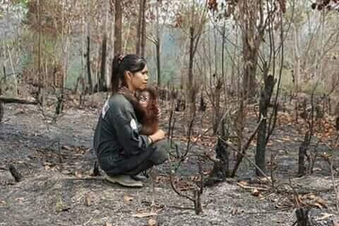 Hutan sumatra terbakar semua hewan mati