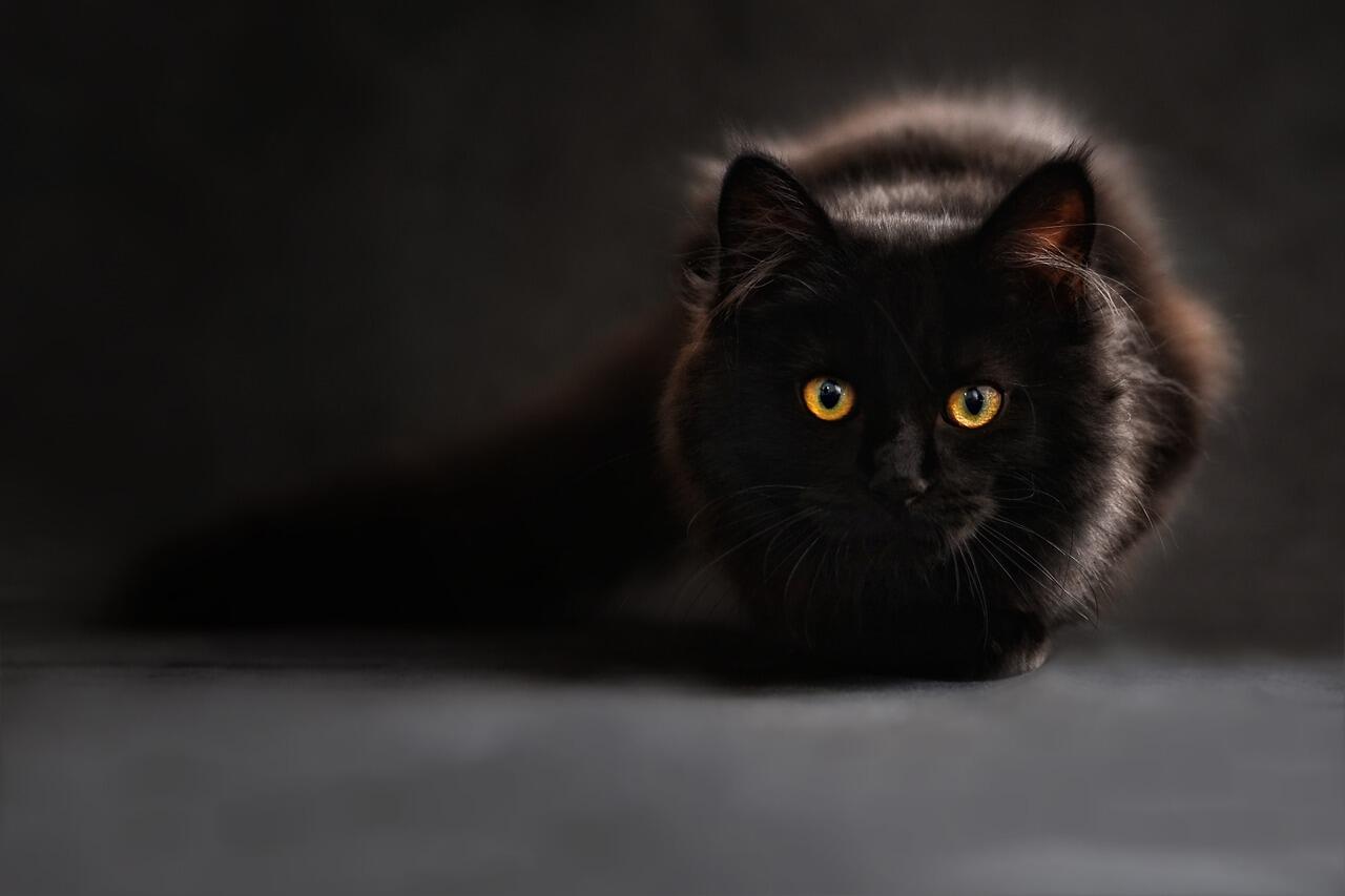 Sosok Siswi & Seekor Kucing Di Ruangan Sekolah SMA (Horor Story) Mistis!