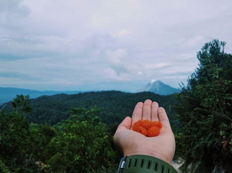 Buah Penyebab Petaka