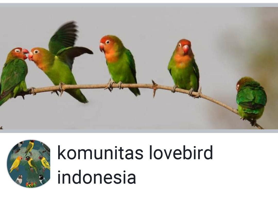 Komunitas Seru Dan Informatif Pilihan Cowok Penyuka Burung Dan Mata Kail