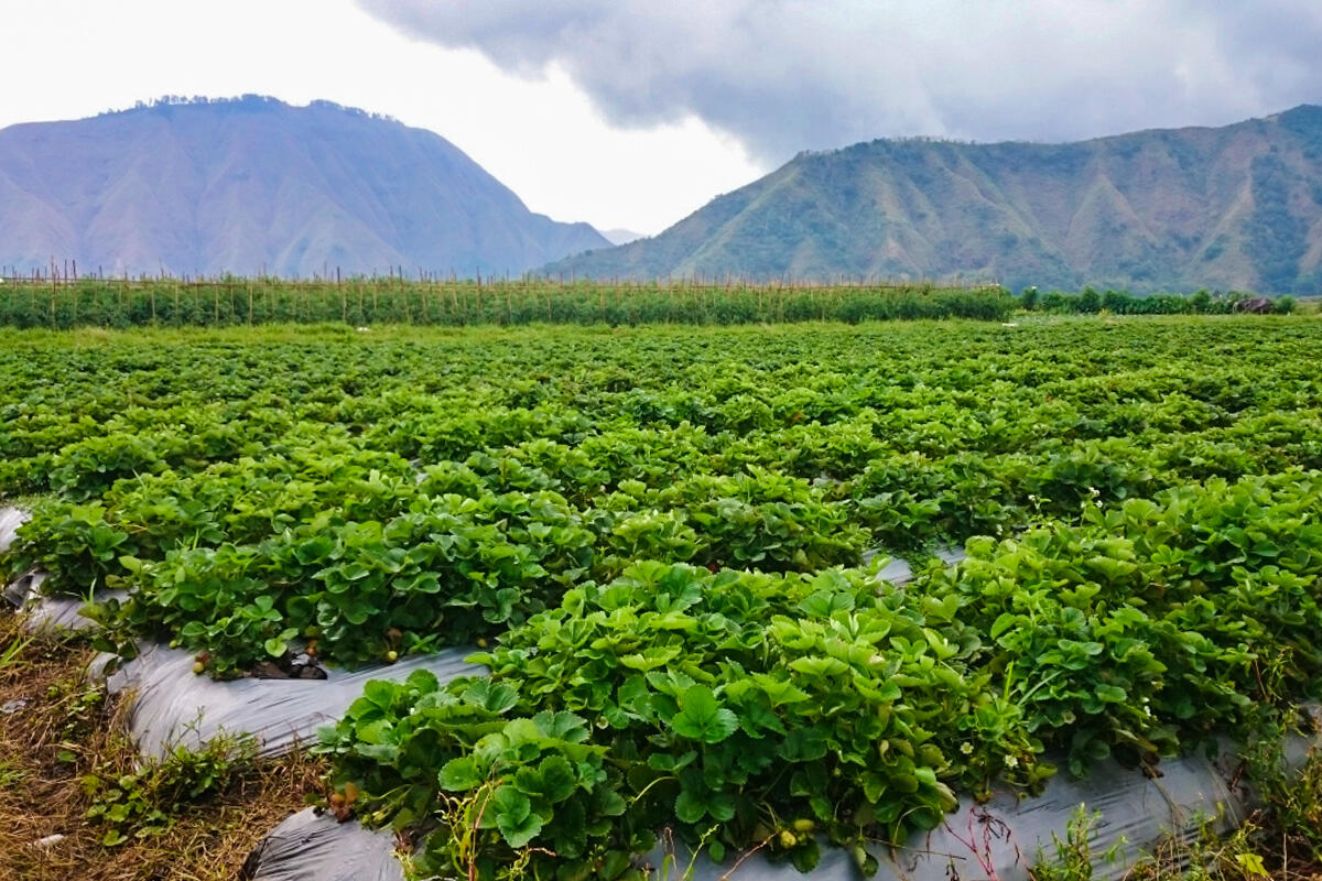 Desa Sembalun,Permata Mungil Dalam Pelukan Rinjani