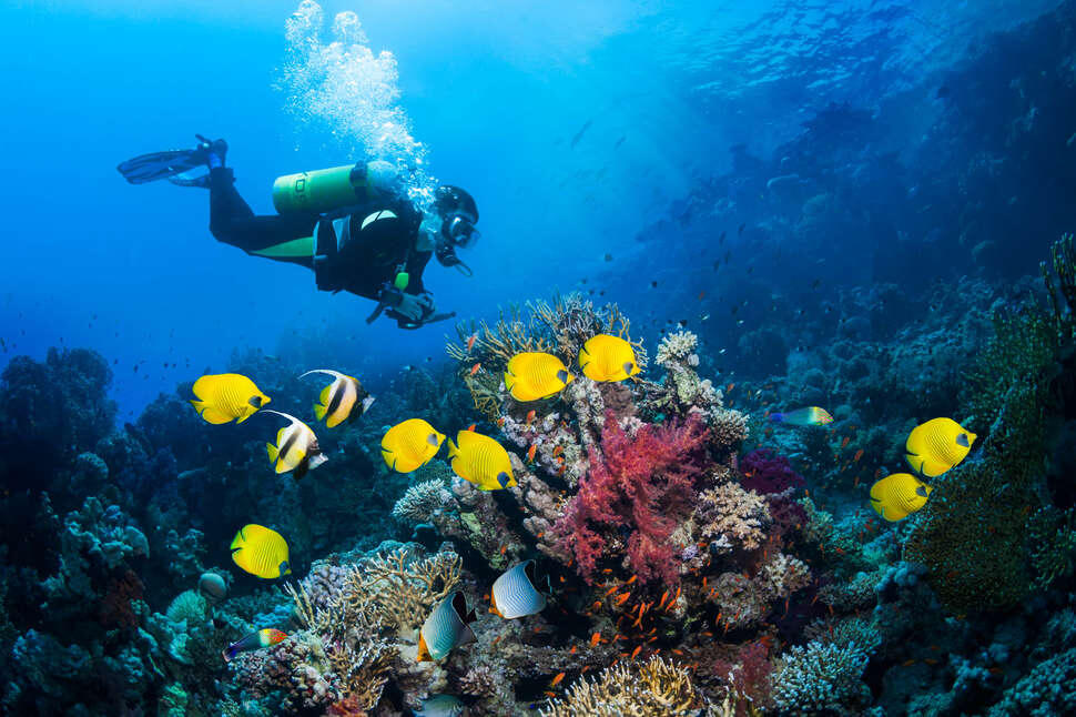 &#91;Ayo Menyelam!&#93; Apa Sih Bedanya Snorkeling dengan Diving?