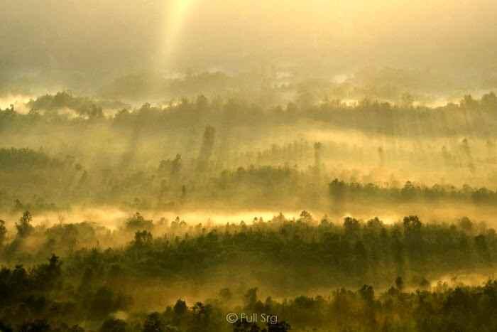 Penyakit Kuning Kutukan Gunung Meratus