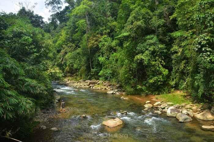 Penyakit Kuning Kutukan Gunung Meratus