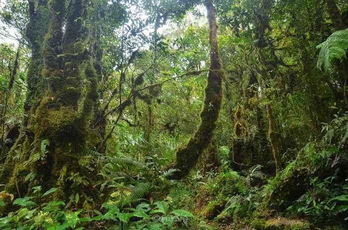Penyakit Kuning Kutukan Gunung Meratus