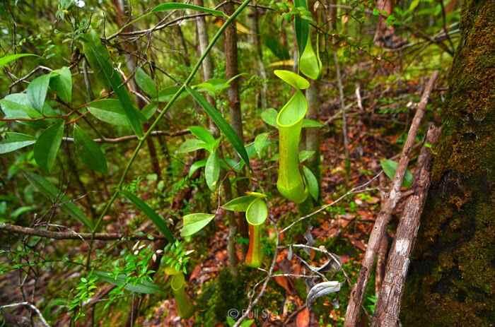 Penyakit Kuning Kutukan Gunung Meratus