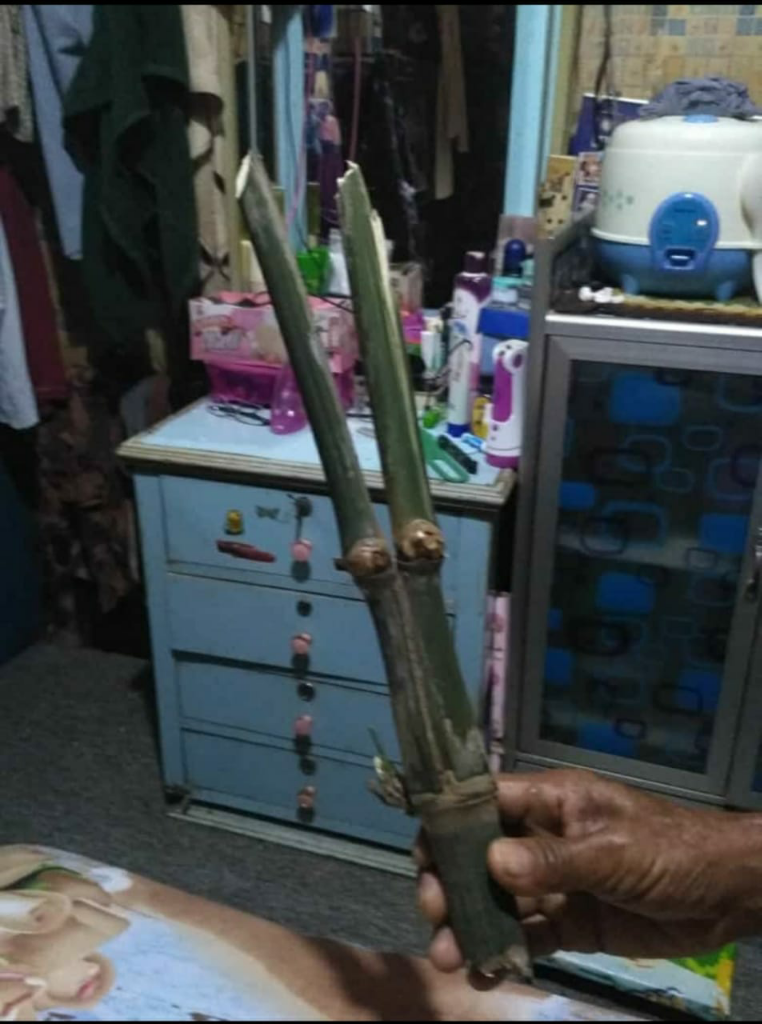 Bambu Cabang Dua