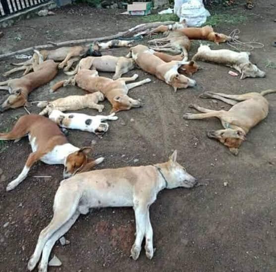 Anjing Liar Enaknya Diapain Gan/Sist?
