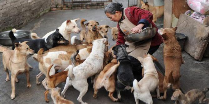 Anjing Liar Enaknya Diapain Gan/Sist?