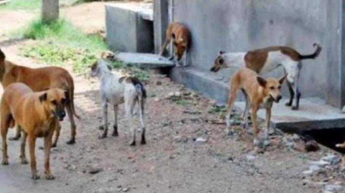 Anjing Liar Enaknya Diapain Gan/Sist?