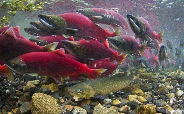 Ikan Salmon, Kehidupan Penuh Perjuangan Dan Pengorbanan