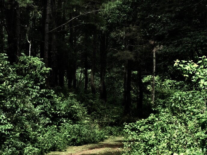 Penunggu Hutan Busung