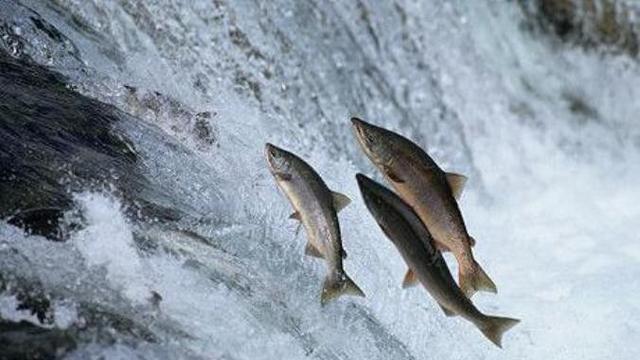 Ikan Salmon, Kehidupan Penuh Perjuangan Dan Pengorbanan