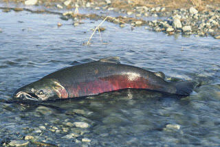 Ikan Salmon, Kehidupan Penuh Perjuangan Dan Pengorbanan