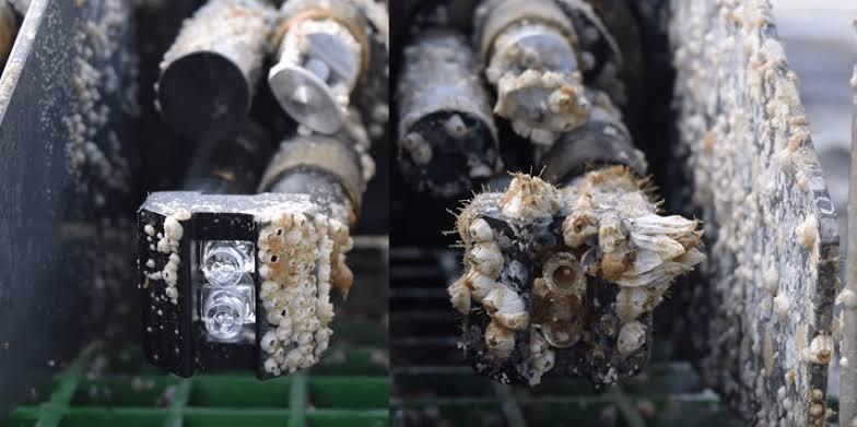 Mengenal Fenomena Biofouling Yang Mengerikan dan Menjijikan