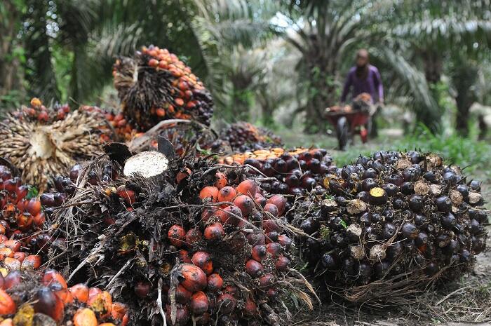 Sederet Bukti Kelapa Sawit Primadona Masa Depan Devisa Indonesia